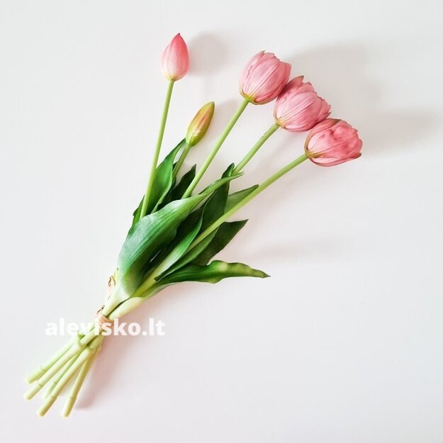 Silikoninės tulpės (pilnavidurės), pelenų rožinės sp.